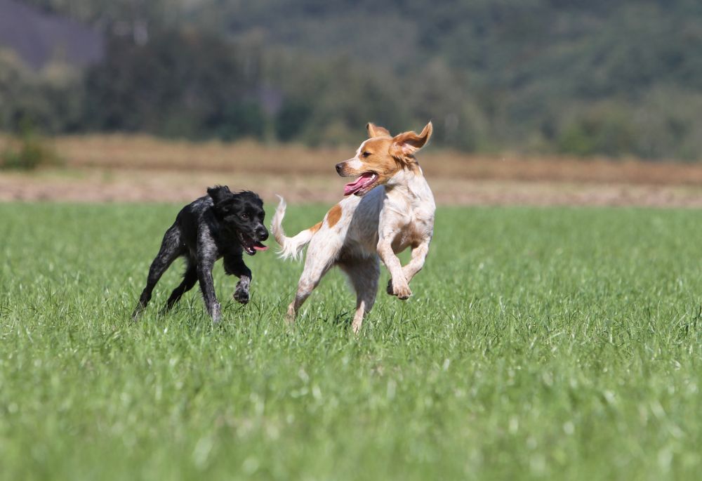 Spiel- und Freilaufstunde für große Hunde