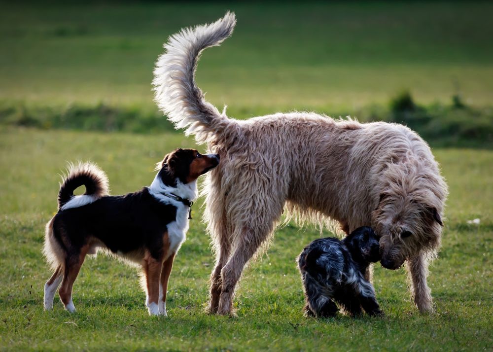 Entspannte Hundebegegnungen bei der Hundeschule Leinen Los in Gärtringen